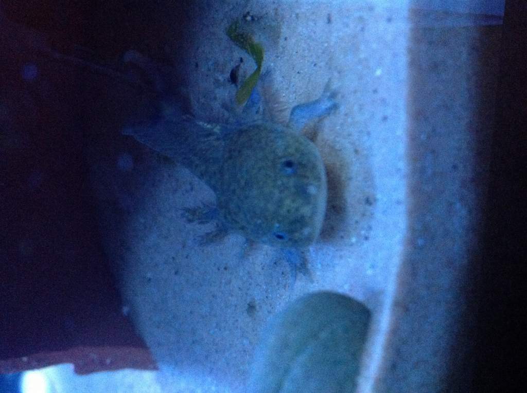 One of my wild axolotl:) all yet to be named:-s