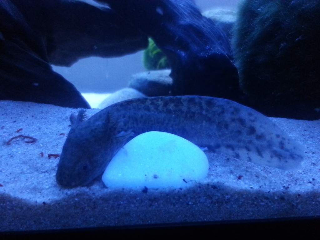 One of my wild axolotl:)