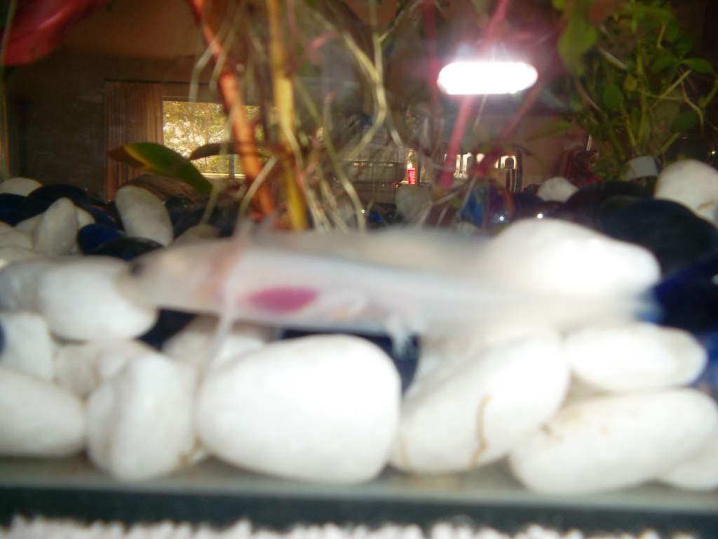 one of our baby axolotls