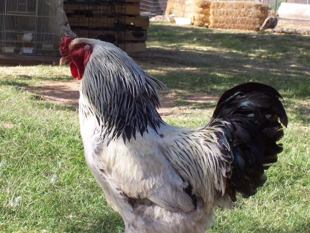 One of our standard light brahma chickens.  This breed has feathers on their legs and toes.