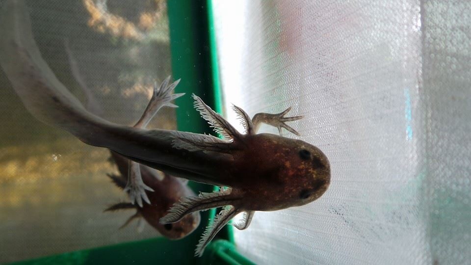 One of the babies