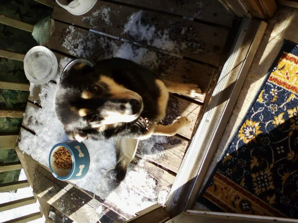 One of the first pictures I ever saw of Daisy. She looked so much like my old dog that I instantly melted and called the folks on craigslist that had 