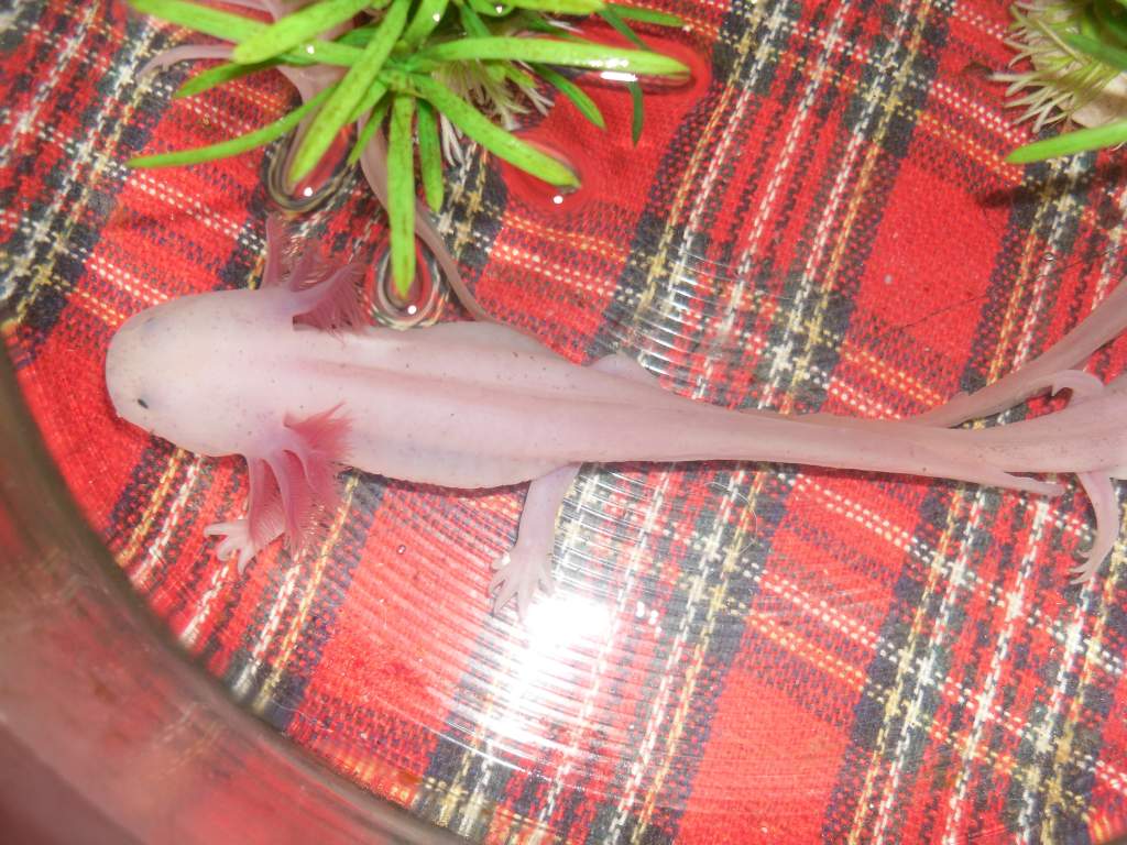 One of the larger 3 axolotls
