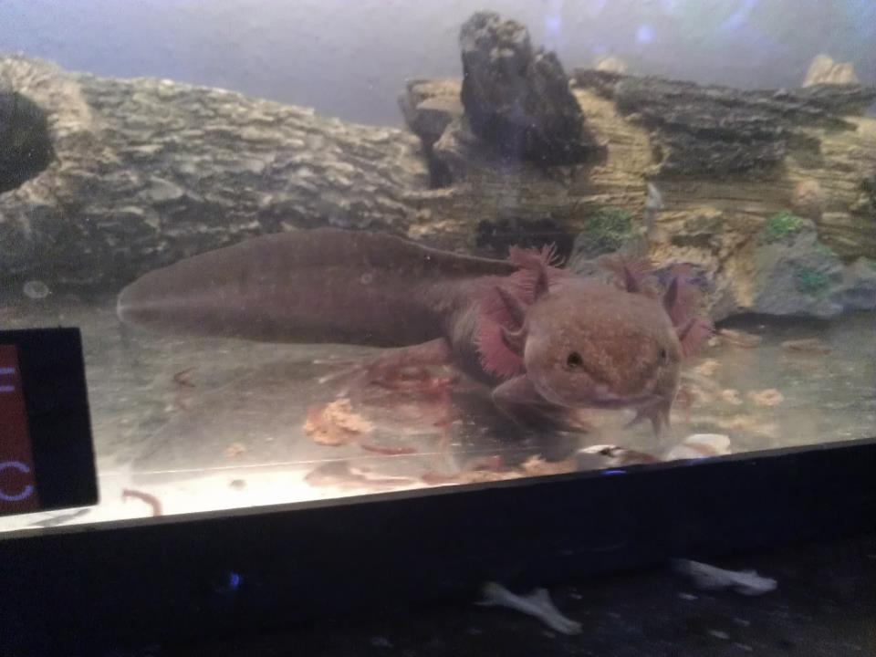 onyx my melonoid 7 in.