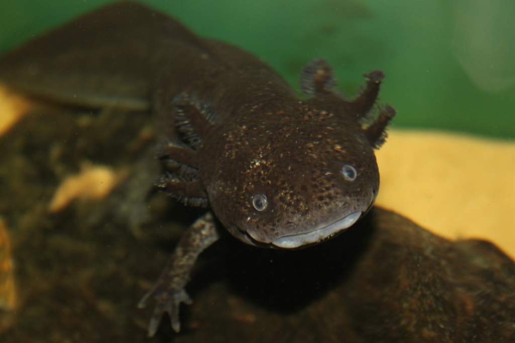 onyx