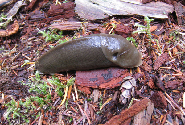 opal creek20 bananaslug