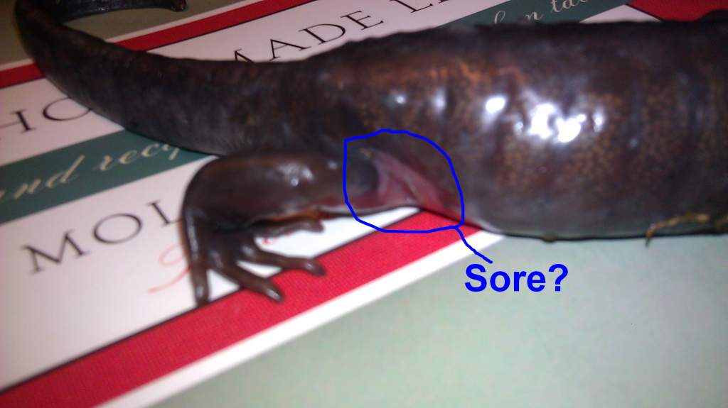open wound on Gustaves right hip, he has another on the left. Treated both with neosporin (NO pain reliever) tonight (9/29) will check in the morning 
