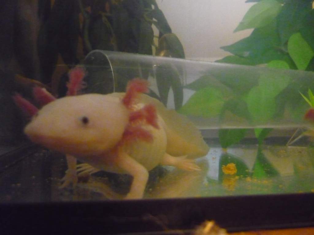 Ophelia, time for you're closeup!