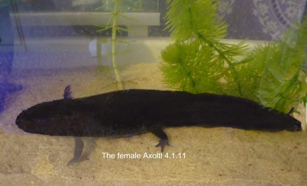 Oprah the female about 9 inches long