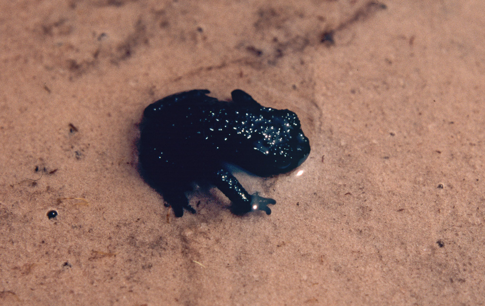Oreophrynella quelchii sitting in a swallow pond. We frequently found the frogs in the water but never swimming.