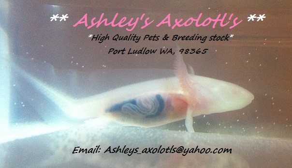Organs- Ashley's Axolotl's