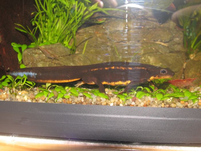 orientalis tank session