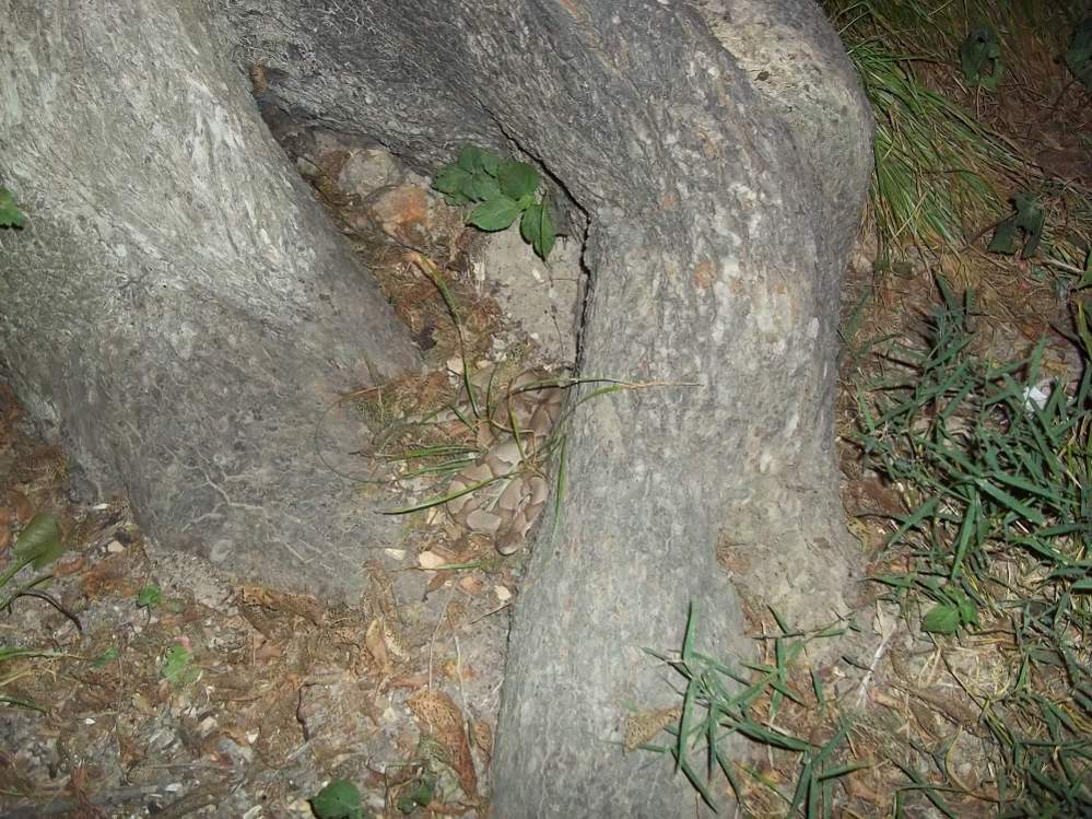 Osage Copperhead (Agkistrodon contortrix phaeogaster)