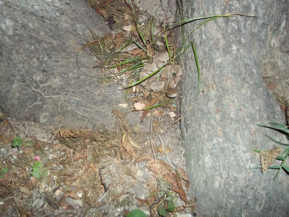 Osage Copperhead (Agkistrodon contortrix phaeogaster)