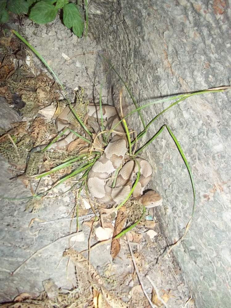 Osage Copperhead (Agkistrodon contortrix phaeogaster)