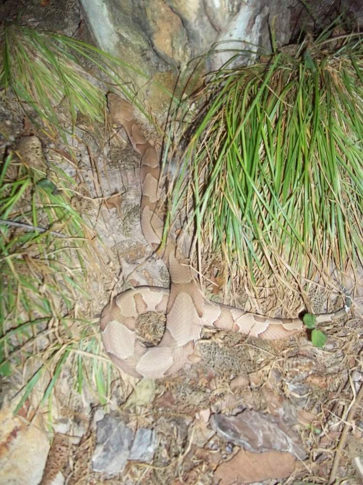 Osage Copperhead (Agkistrodon contortrix phaeogaster)