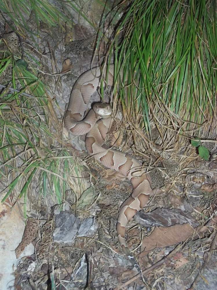 Osage Copperhead (Agkistrodon contortrix phaeogaster)