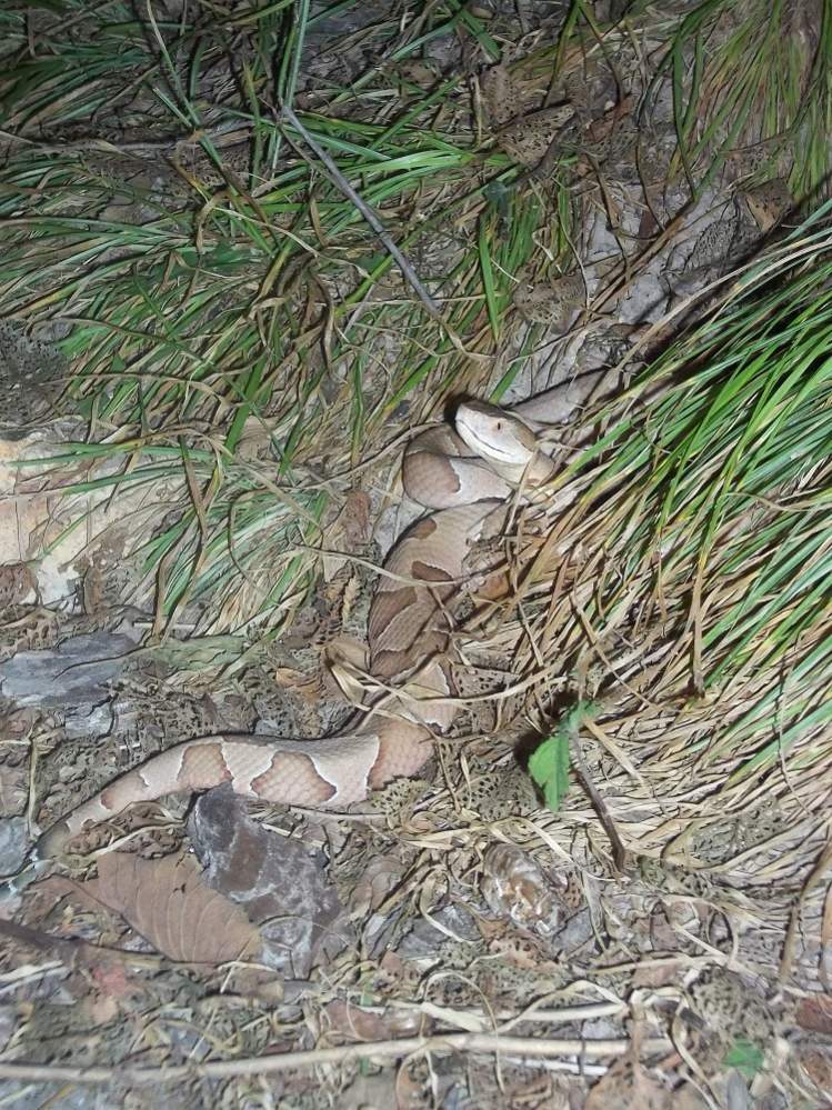 Osage Copperhead (Agkistrodon contortrix phaeogaster)