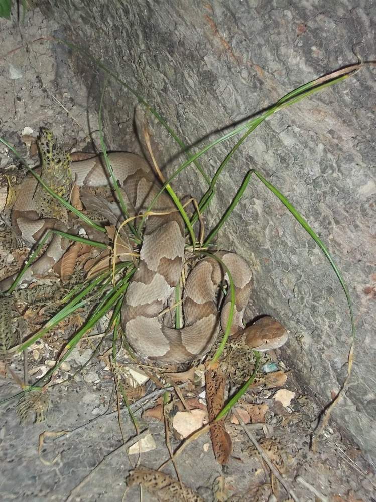 Osage Copperhead (Agkistrodon contortrix phaeogaster)