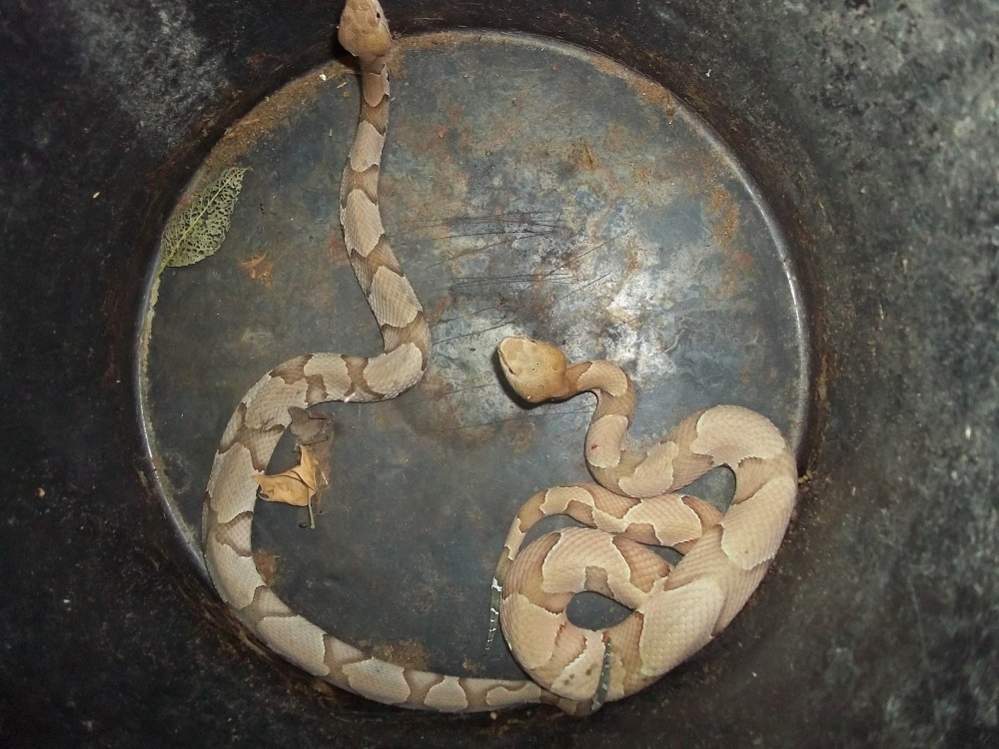 Osage Copperhead (Agkistrodon contortrix phaeogaster)