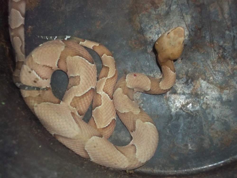 Osage Copperhead (Agkistrodon contortrix phaeogaster)