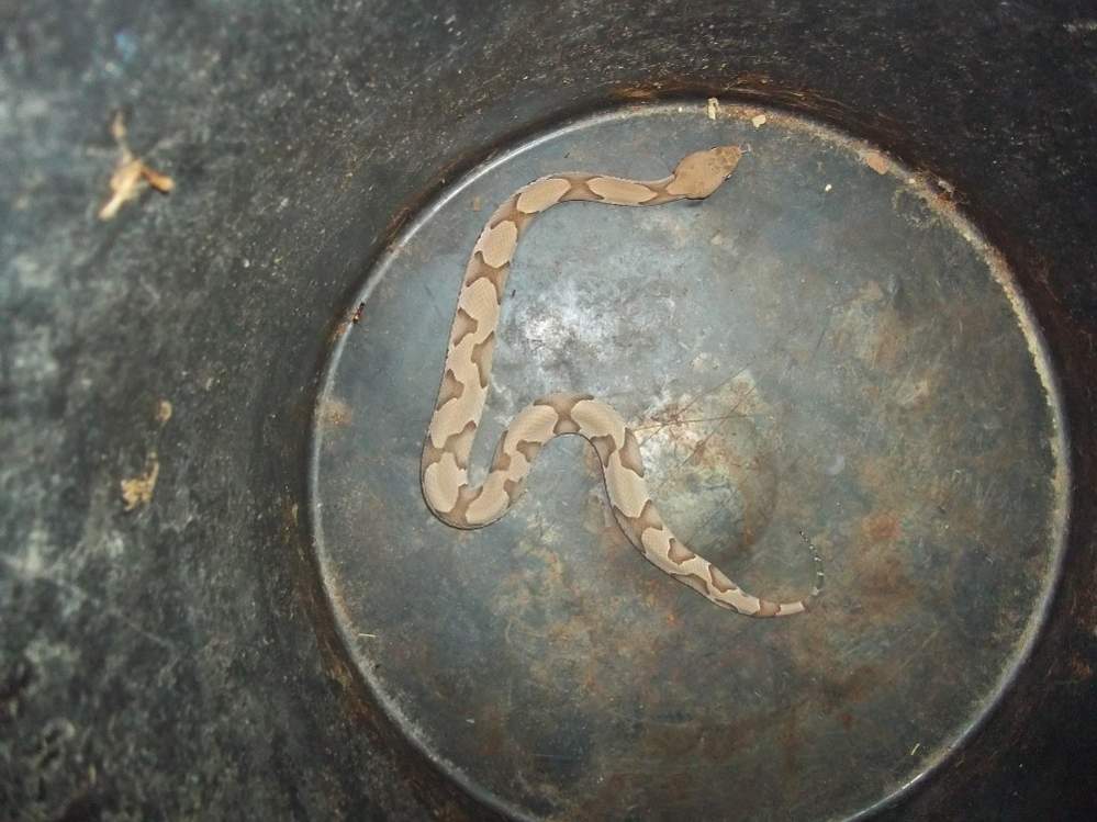 Osage Copperhead (Agkistrodon contortrix phaeogaster)