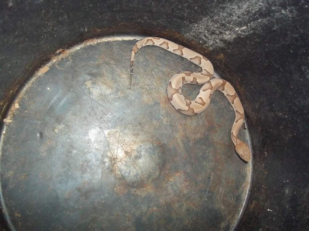 Osage Copperhead (Agkistrodon contortrix phaeogaster)