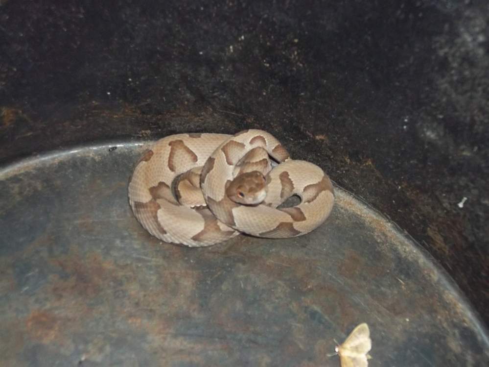 Osage Copperhead (Agkistrodon contortrix phaeogaster)