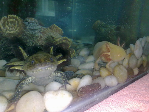 Oscar & Rose posing together on their first day with us