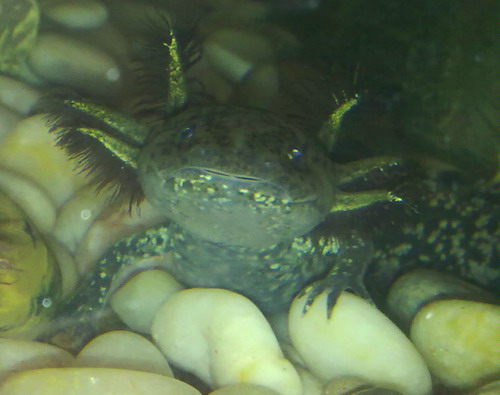 Oscar smiling for the camera as usual - such a flirt lol!