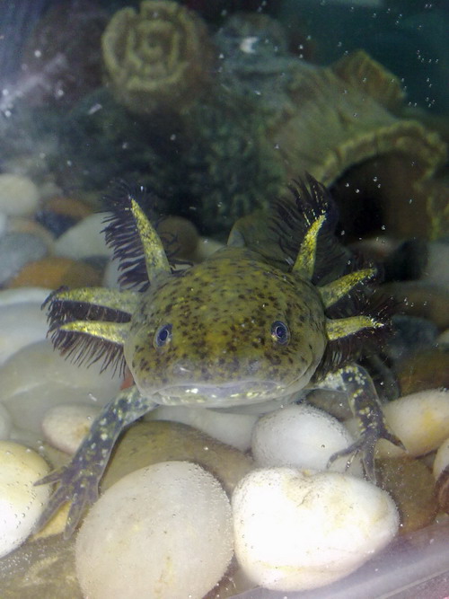 Oscar the day he arrived with us.