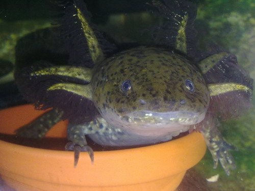 Oscar waiting in food bowl!