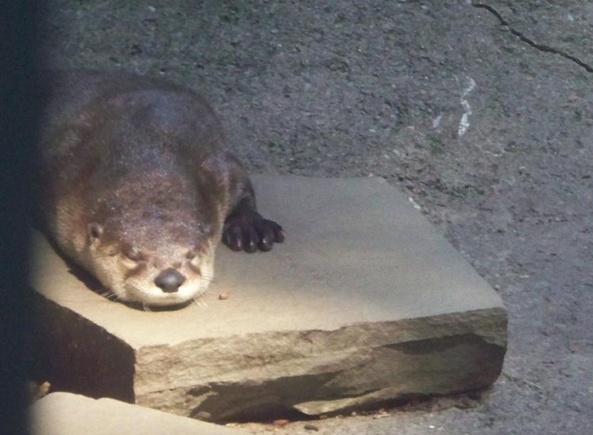 Otter