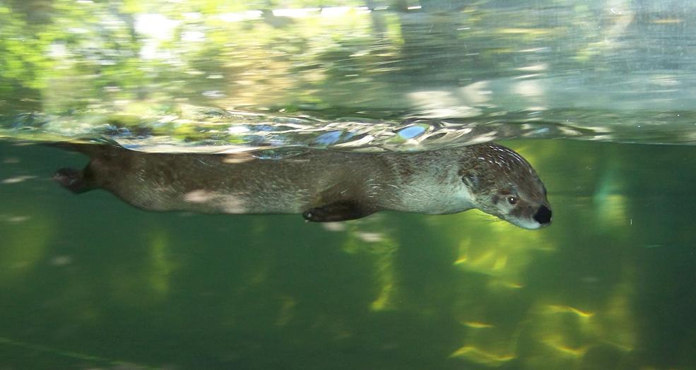Otter