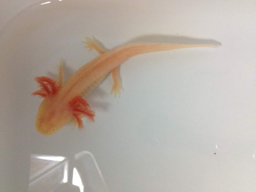 Our albino he is so feisty!!