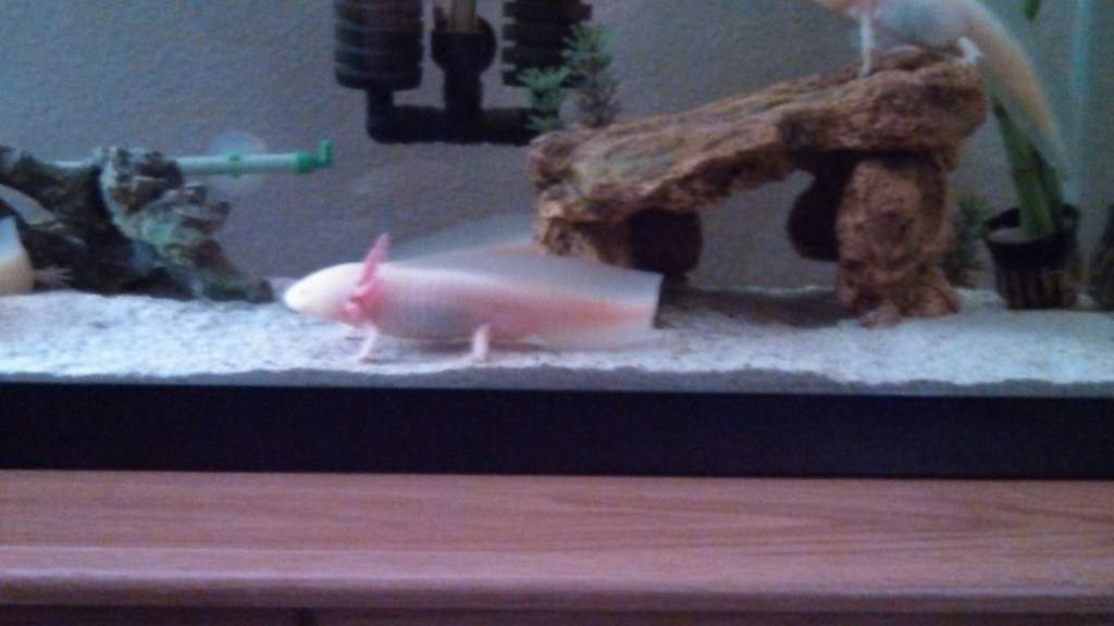 Our albino we no longer have.