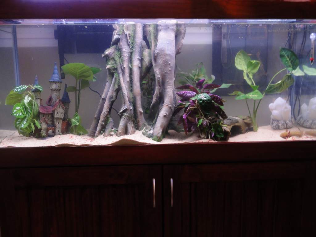 Our final setup in the 4ft tank.
And all 5 of the little axis seem so happy ^__^