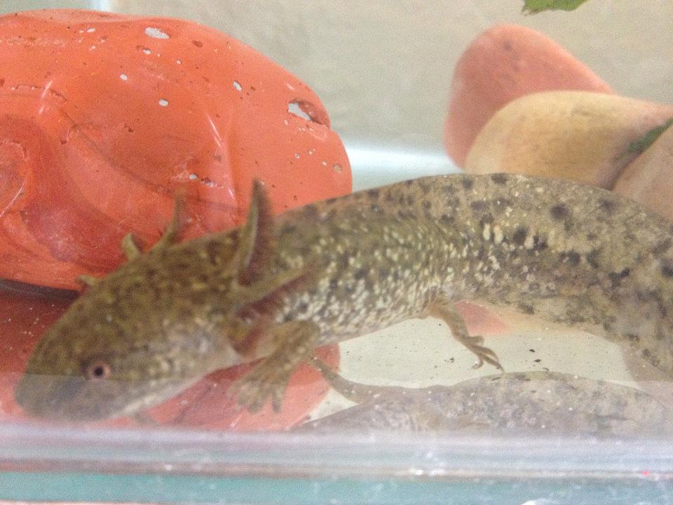 our latest Andersoni baby, just a couple of inches but so full of character