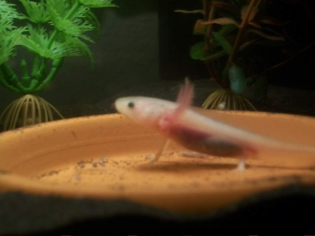 Our new Axolotl Quesadilla