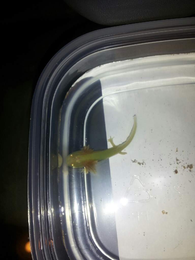Our new golden albino