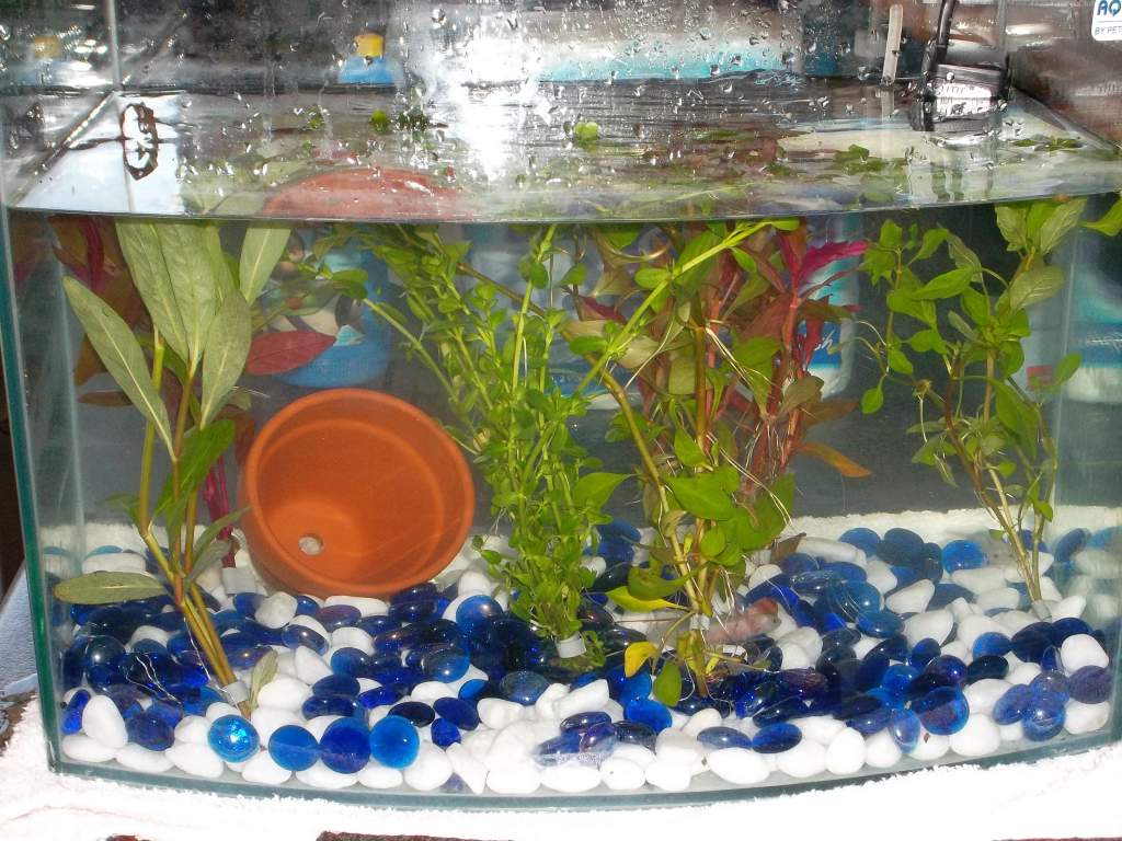 Our new tank.