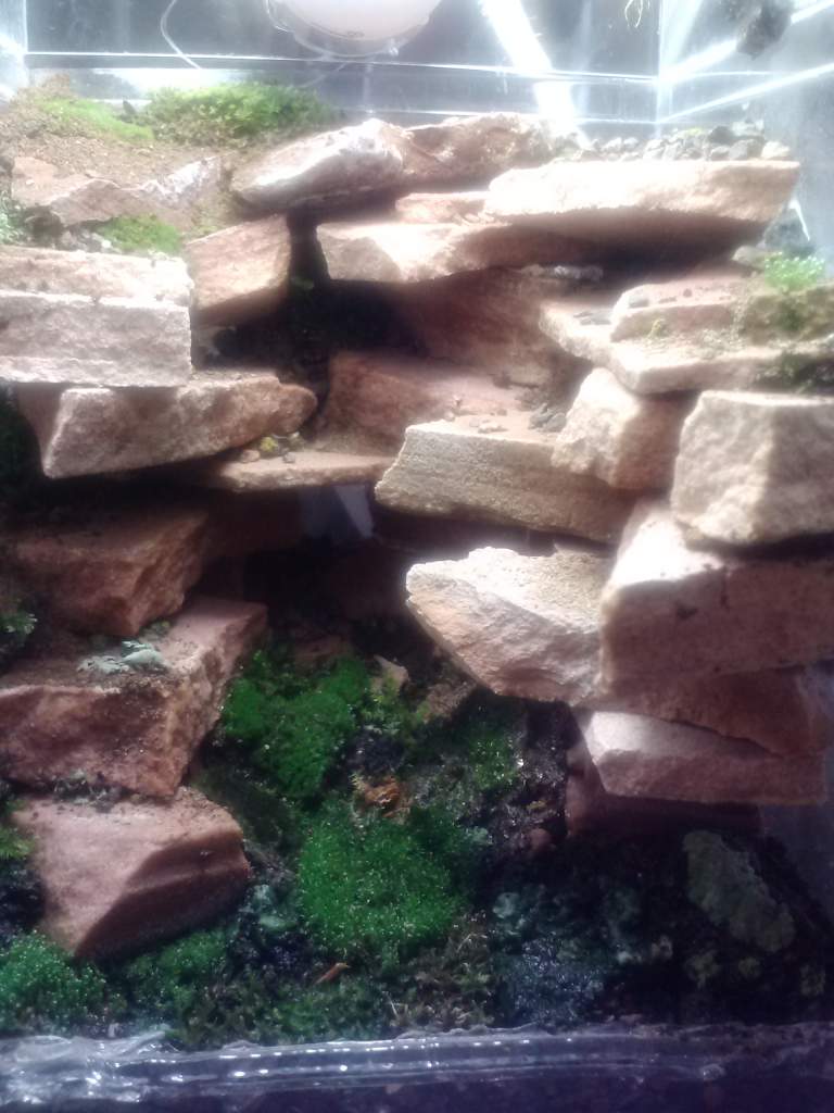 Overall view after initial planting