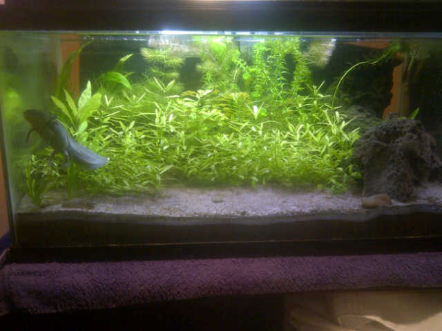 Overgrown tank early october 2013