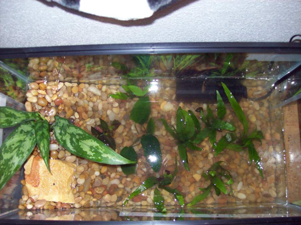 Overhead of tank without lid on.

**NOTE: Water appears cloudy because it was very recently dumped into the tank just before the photos were taken, as