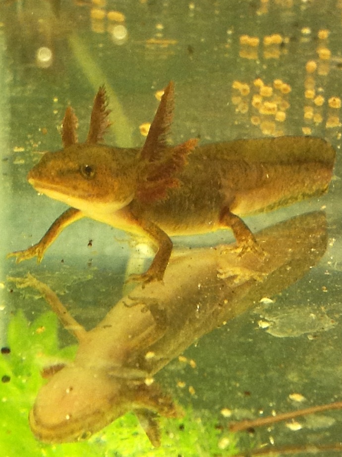 Overwintering Larvae