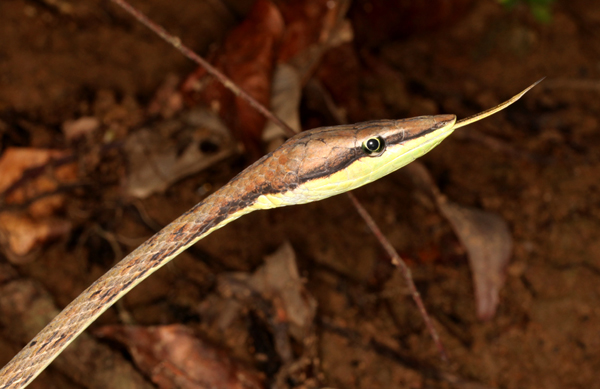 Oxybelis aeneus - Brown Vine Snake