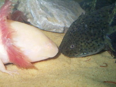 Oz & Rose together x