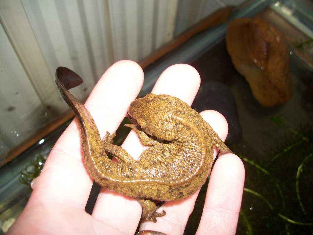 P.chinensis female 1