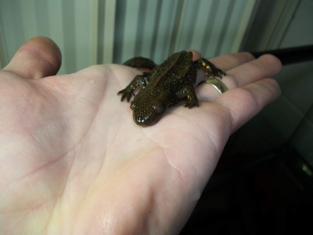 P.chinensis female 2 eye