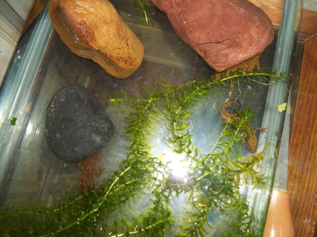 P.chinensis in tank